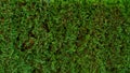 Green grass background texture .top view Royalty Free Stock Photo