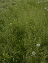 Green grass background textures Royalty Free Stock Photo