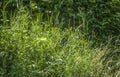 Green grass background textures Royalty Free Stock Photo