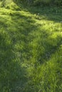 Green grass background textures Royalty Free Stock Photo