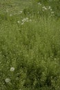 Green grass background textures Royalty Free Stock Photo