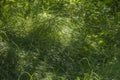 Green grass background textures Royalty Free Stock Photo