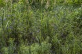 Green grass background textures Royalty Free Stock Photo