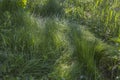 Green grass background textures Royalty Free Stock Photo