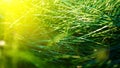 Green grass background, toned bright grass closeup view with sun beams and lens flare Royalty Free Stock Photo