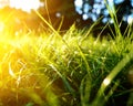 Green grass background, toned bright grass closeup view with sun beams and lens flare Royalty Free Stock Photo