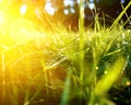 Green grass background, toned bright grass closeup view with sun beams and lens flare Royalty Free Stock Photo