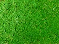 Green grass background, top view