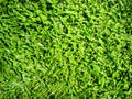 Green grass texture background 001 Royalty Free Stock Photo