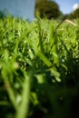 Green _Grass background Royalty Free Stock Photo