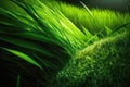 Green grass background, vibrant green color Royalty Free Stock Photo