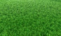 Green grass background vignette or the naturally walls texture . Top view Fresh green lawns for background, backdrop or wallpaper