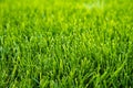 Green grass background. Vivid green football grass for decoration or design.The front view on natural freshly cut grass golf field Royalty Free Stock Photo