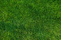 Green grass background. Vivid green football grass for decoration or design.The top view on natural freshly cut grass golf field. Royalty Free Stock Photo