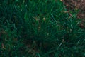 green grass background.  green grass Royalty Free Stock Photo
