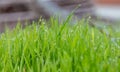 Green Grass Background With Water Drops Royalty Free Stock Photo