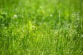 Green grass background. White clover flower in meadow. Natural backgrounds with bokeh Royalty Free Stock Photo