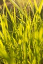 Green grass in backlight