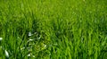 Green grass backround