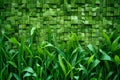 Green grass and bamboo wall texture background with copy space for text or image Royalty Free Stock Photo