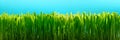 Green grass banner, grass close up on a sunny day background Royalty Free Stock Photo