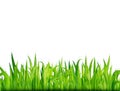 Green grass banner. Vector background