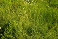 grass bathed in sunlight, with dandelion leaves and stems Royalty Free Stock Photo