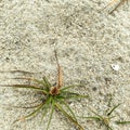 Green grass by the beach