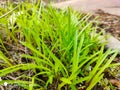 Green grass beautiful Royalty Free Stock Photo