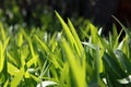 Green grass Royalty Free Stock Photo