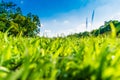 Green grass in beautiful park over blue sky Royalty Free Stock Photo