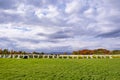 Rows of Grape Vines Against Back Drop of Colorful Fall Foliage on Ile d\'Orleans, Quebec, Canada Royalty Free Stock Photo