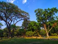 green grass with a big tree in the park Royalty Free Stock Photo