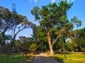 green grass with a big tree in the park Royalty Free Stock Photo