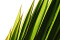 Green grass blade Royalty Free Stock Photo