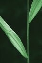 Green Grass-Blade Royalty Free Stock Photo