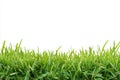 Green Grass Blades Against a White Background Royalty Free Stock Photo