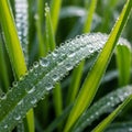 Emphasizing the dew-covered surface. The scene suggests a fresh, dewy Royalty Free Stock Photo