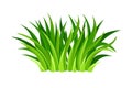 Green Grass Blades or Herbage as Forest Element Vector Illustration