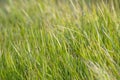 Green grass Royalty Free Stock Photo