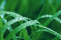 Green grass blades with rain water droops Royalty Free Stock Photo