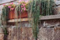 Green grass and blooming flowers in rusty metal pot on brick wall. Weathered flower container with plants. Terrace design. Royalty Free Stock Photo