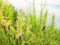 Green grass and blossoming thistle on riverbank