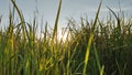 Green grass blowing in the gentle breeze