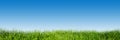 Green grass on blue clear sky, spring nature panorama Royalty Free Stock Photo