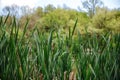 Green grass on blue clear sky, spring nature theme. Landscape Royalty Free Stock Photo