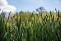 Green grass on blue clear sky, spring nature theme. Landscape Royalty Free Stock Photo