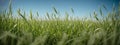 Green grass on blue clear sky, spring nature theme. Panorama Royalty Free Stock Photo