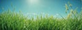 Green grass on blue clear sky, spring nature theme. Panorama Royalty Free Stock Photo