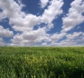 Green grass and blue cloudy sky Royalty Free Stock Photo